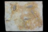 Five Crinoid Fossils (Three Species) - Crawfordsville, Indiana #92528-1
